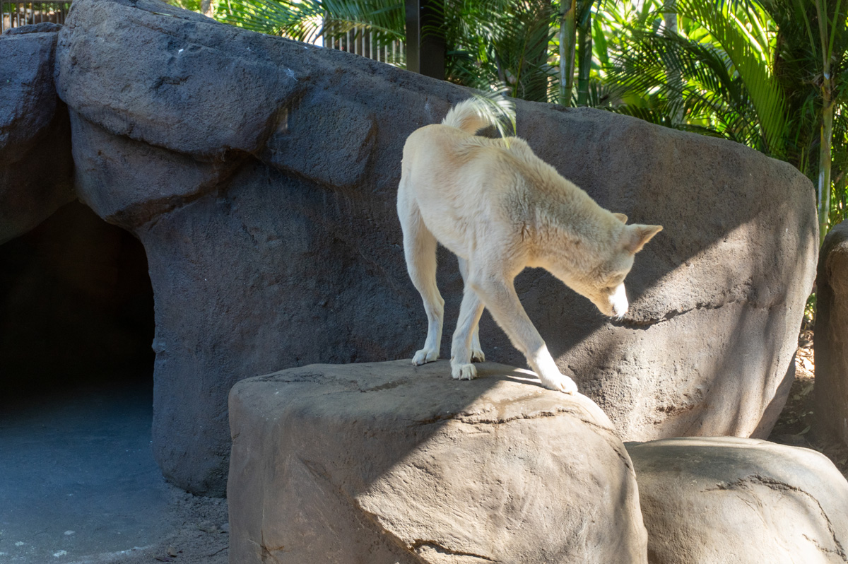 Animal Encounters, Archie is <i>very</i> white