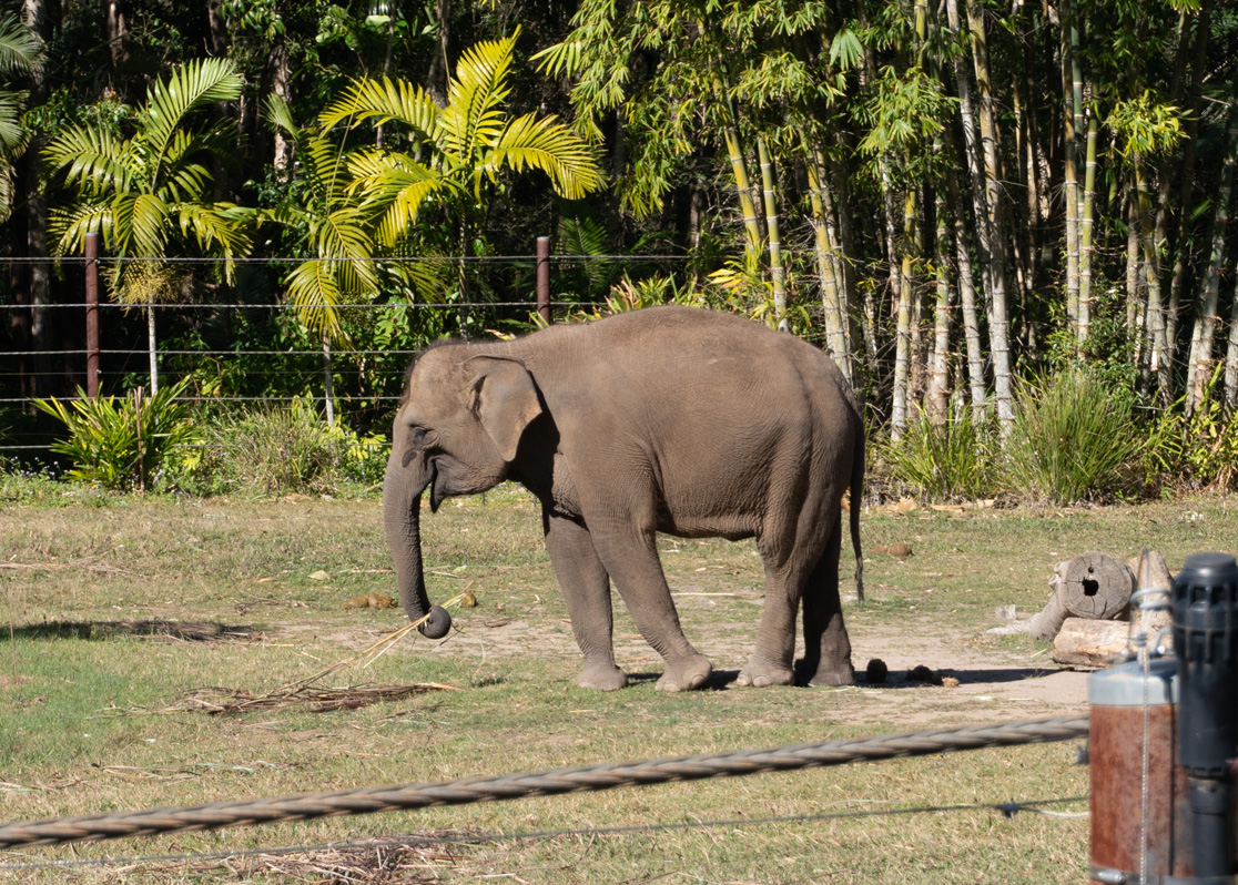 World Animals, Sumatran Elephant