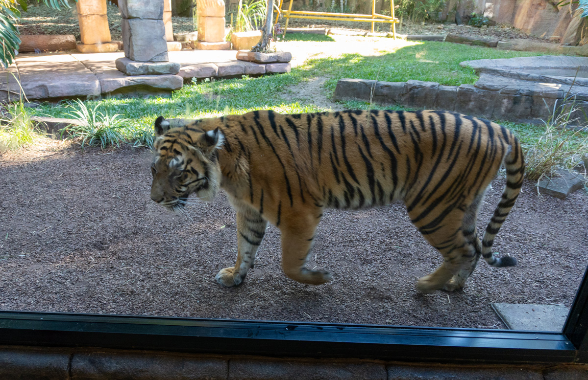 World Animals, "Tiger Temple" resident