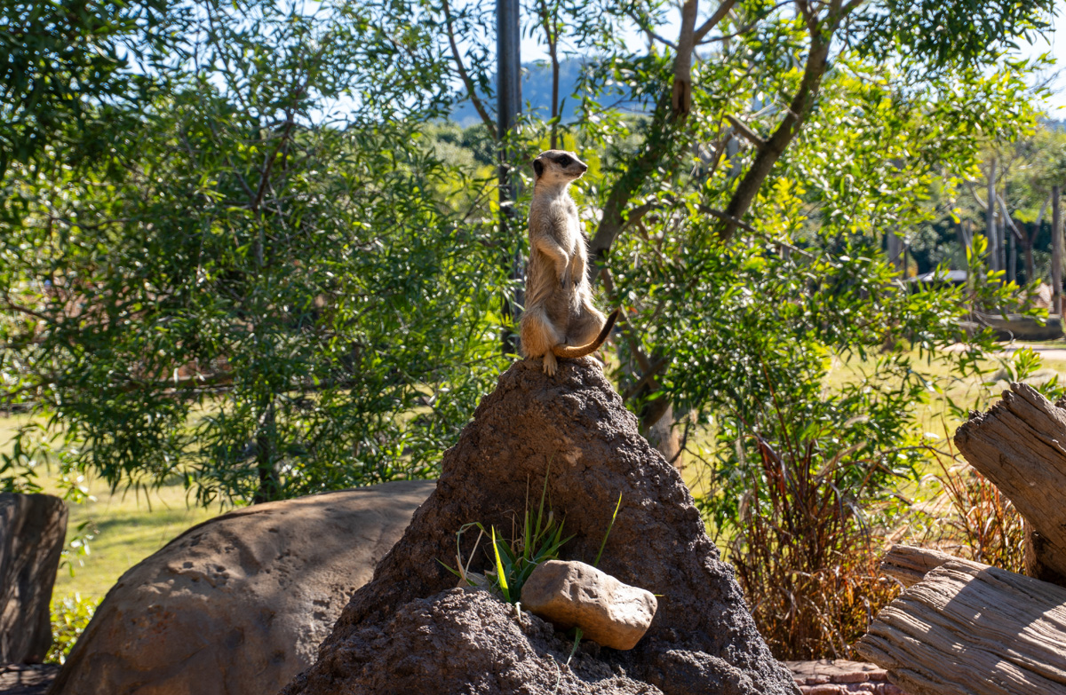 World Animals, Watchful Meerket