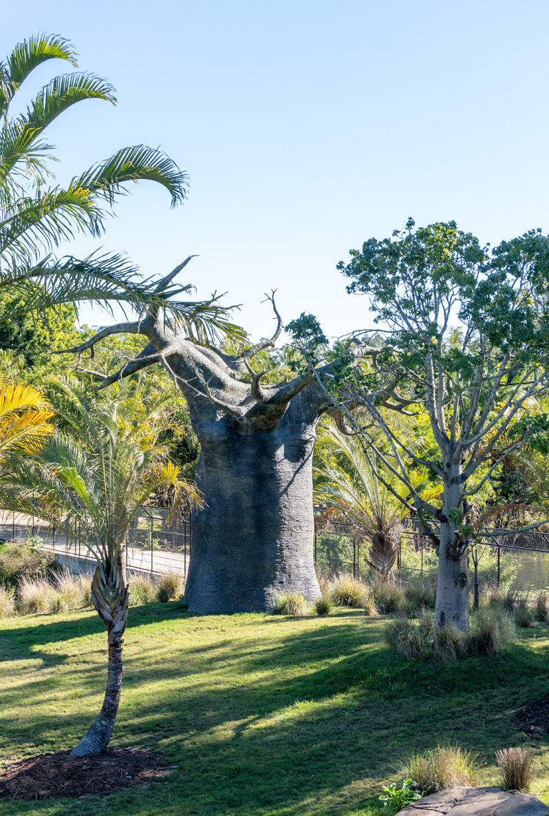 Other Australian Animals, Boab Tree (??) An Australian species of Baobab