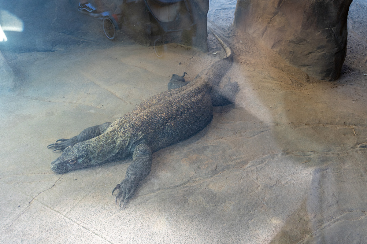 World Animals, Napping Komodo Dragon