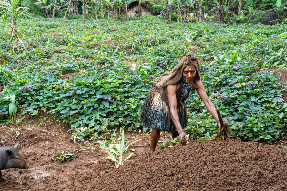 Ambua Day Two: Sun Dance, Huli Widows, Traditional Farming, Activity #3: Traditional farming demonstration Sweet potatoes are grown on mounds