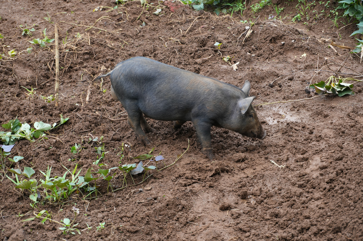 Ambua Day Two: Sun Dance, Huli Widows, Traditional Farming, A family pig is very traditional