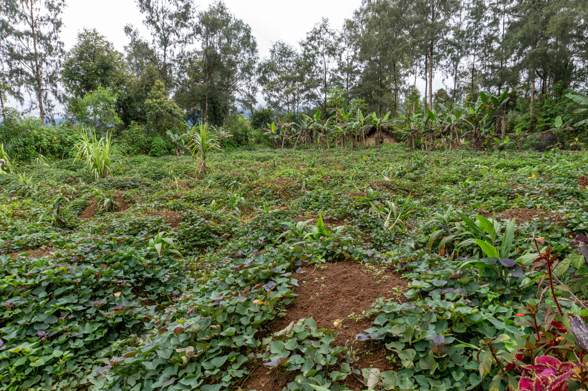 Ambua Day Two: Sun Dance, Huli Widows, Traditional Farming, Village field of potatoe mounds With some other crops mixed in