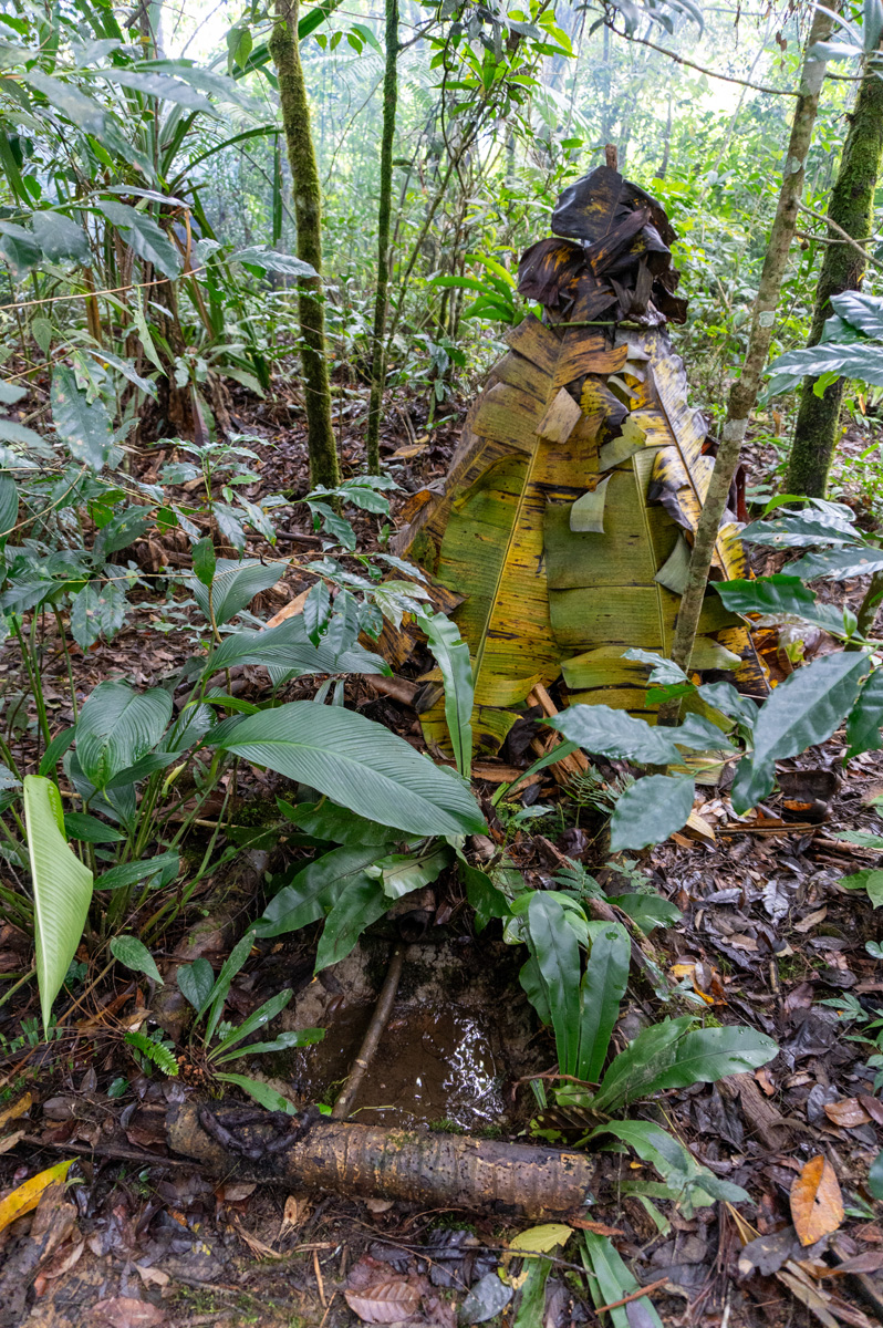 Rondon Ridge Day Two: Cultural Shows, Hide for trapping bird of paradise Birds are attracted to the water