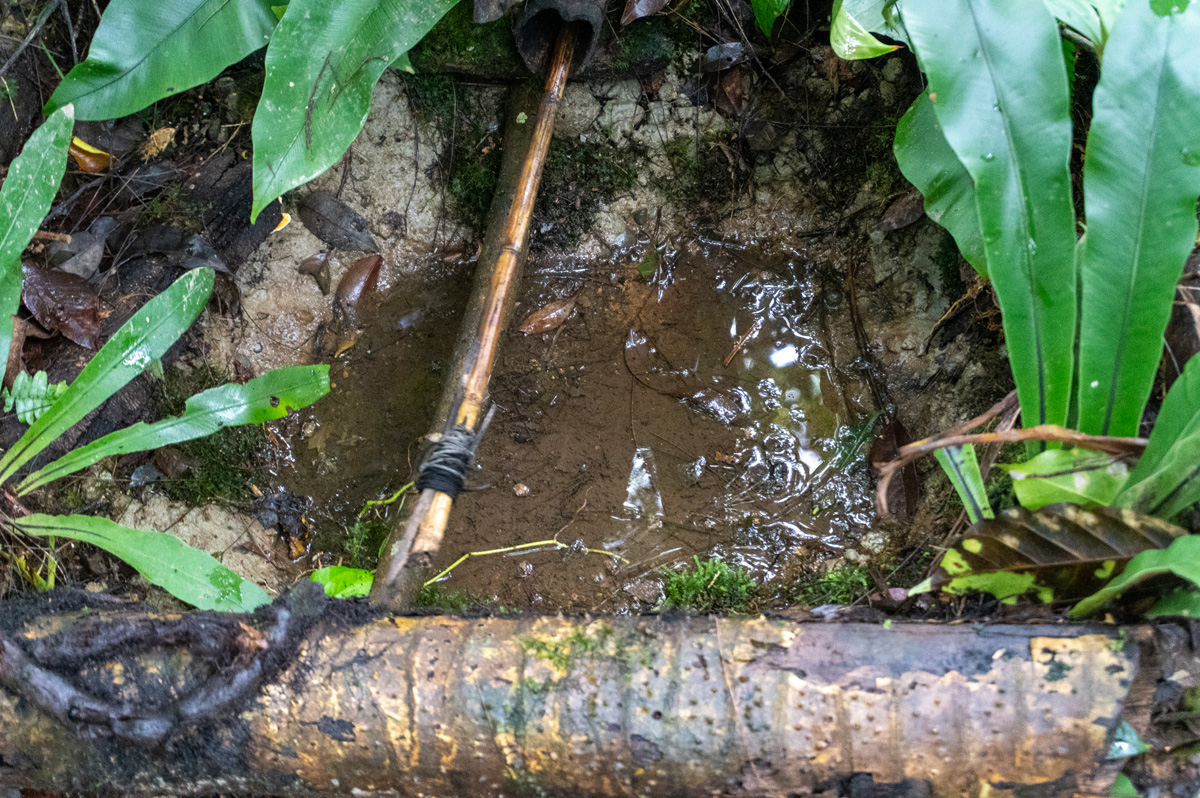 Rondon Ridge Day Two: Cultural Shows, Manually activated trap A spear (or arrow) is fired at the drinking bird
