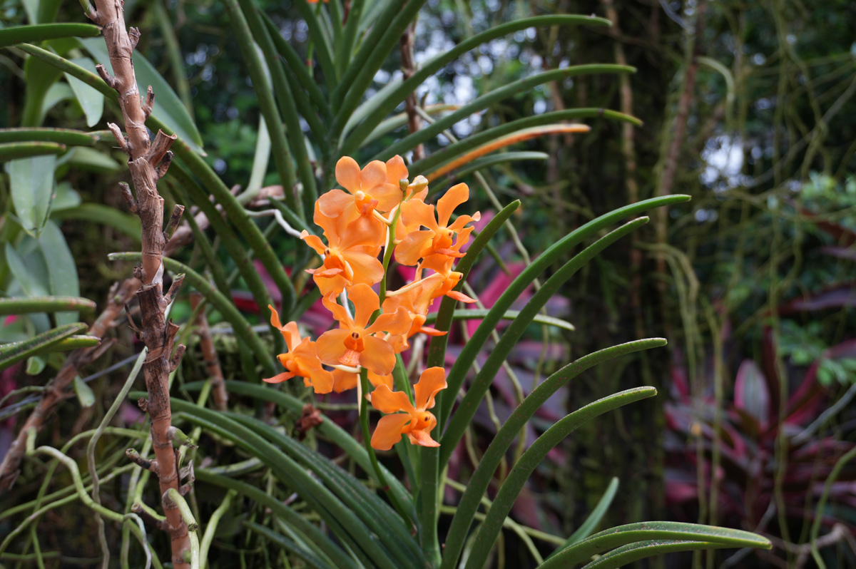 Port Moresby Tour: Adventure Park, Adventure Park: Orchid Garden
