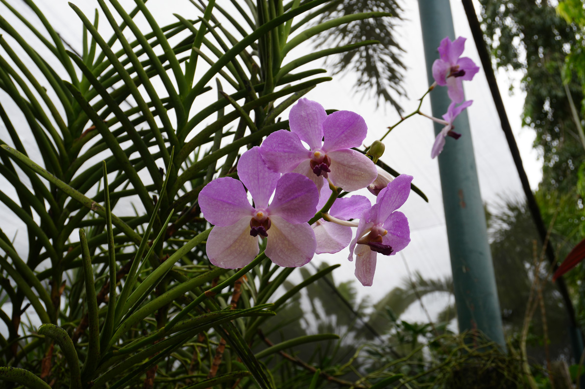 Port Moresby Tour: Adventure Park, Adventure Park: Orchid Garden