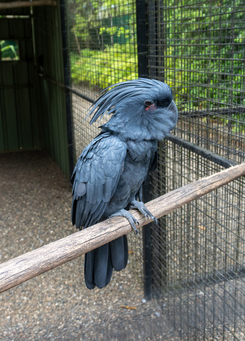 Port Moresby Tour: Adventure Park, Palm Cockatoo