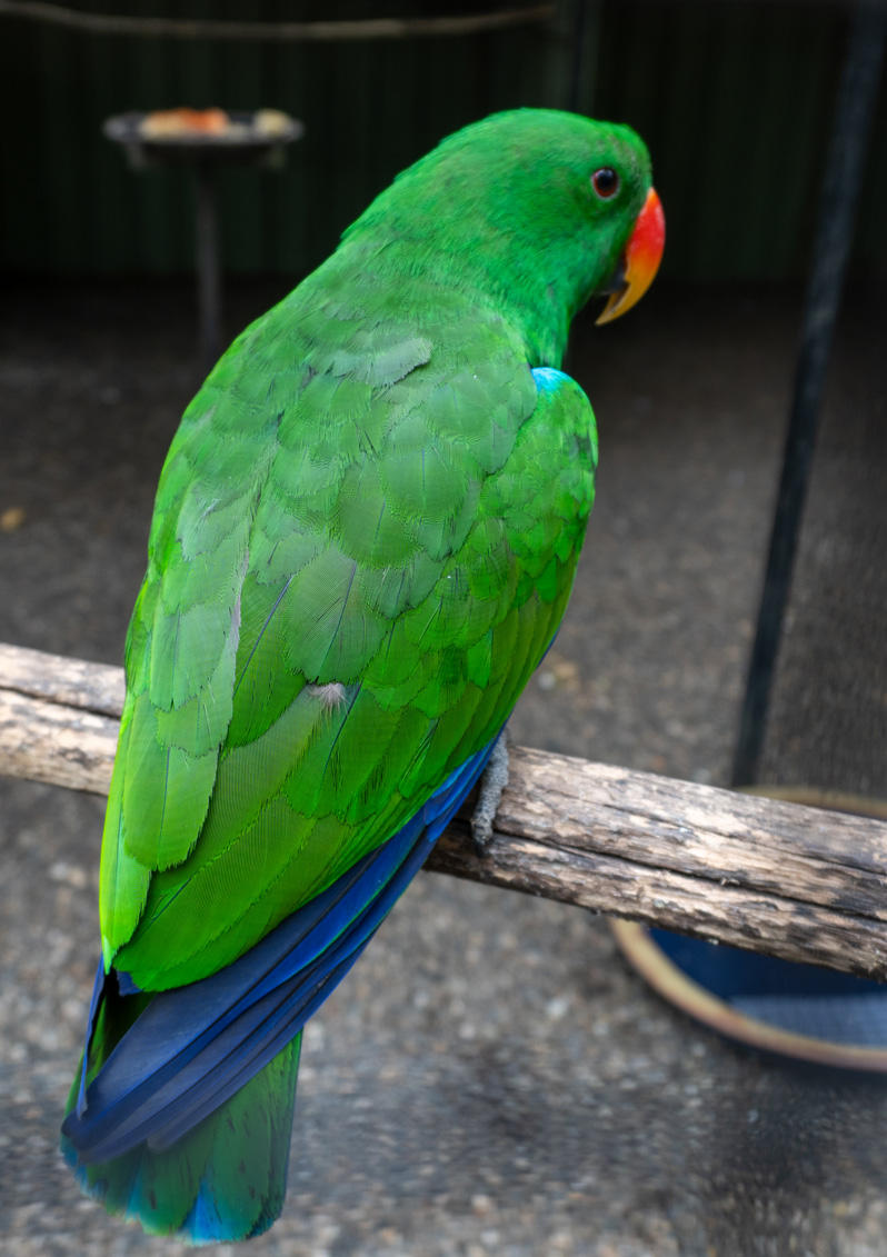 Port Moresby Tour: Adventure Park, New Guinea Eclectus parrot (male)