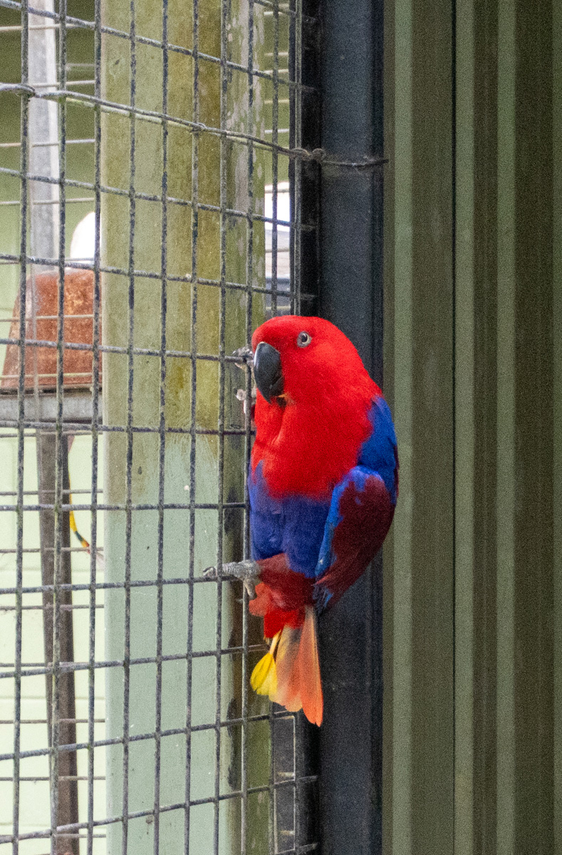 Port Moresby Tour: Adventure Park, New Guinea Eclectus parrot (female)