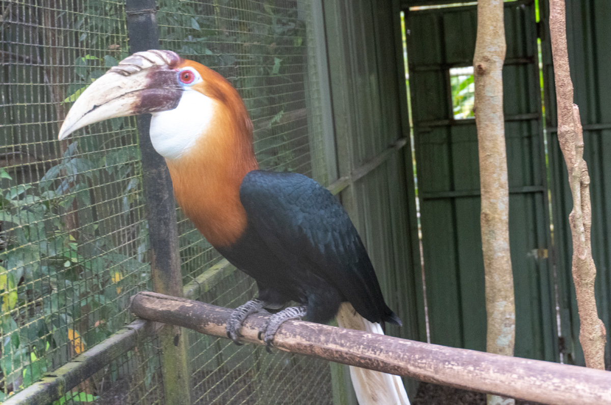 Port Moresby Tour: Adventure Park, Papuan Hornbill