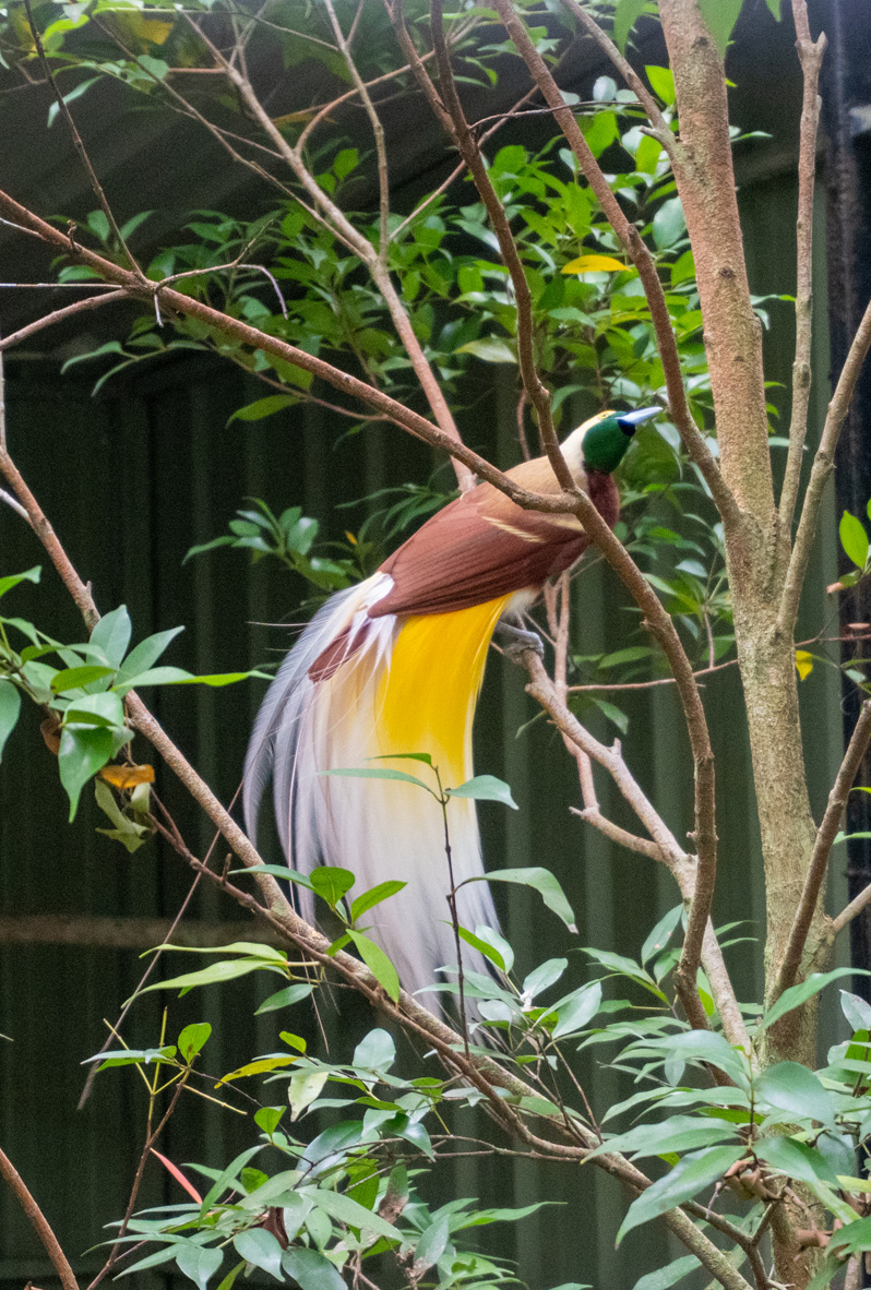 Port Moresby Tour: Adventure Park, Lesser Brid-of-Paradise