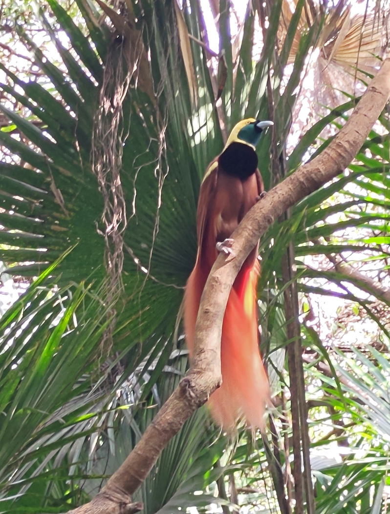 Port Moresby Nature Park, Raggiana Bird-of-Paradise