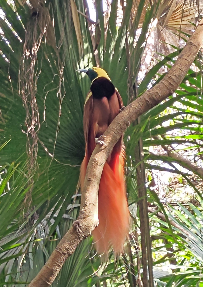 Port Moresby Nature Park, Raggiana Bird-of-Paradise