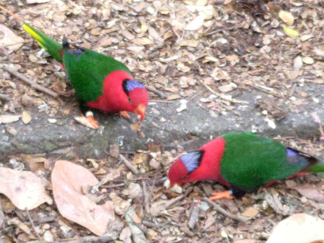 Port Moresby Nature Park, Papuan Lorikeet