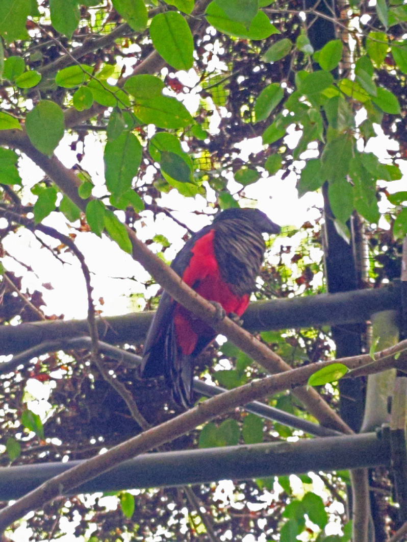 Port Moresby Nature Park, Pesquet’s Parrot "The world