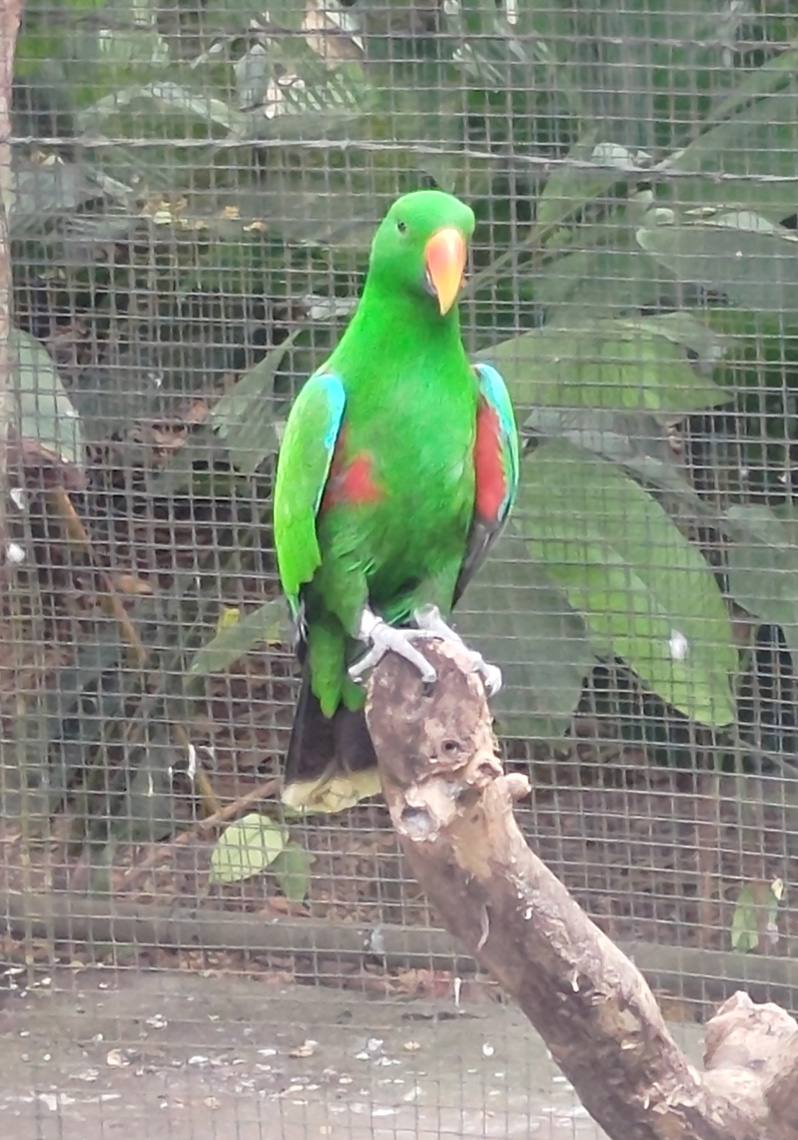Port Moresby Nature Park, New Guinea Eclectus parrot (male)