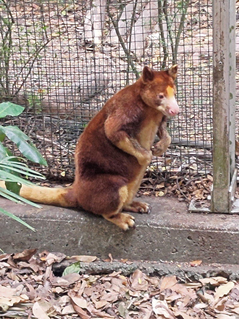 Port Moresby Nature Park, Huon Tree Kangaroo
