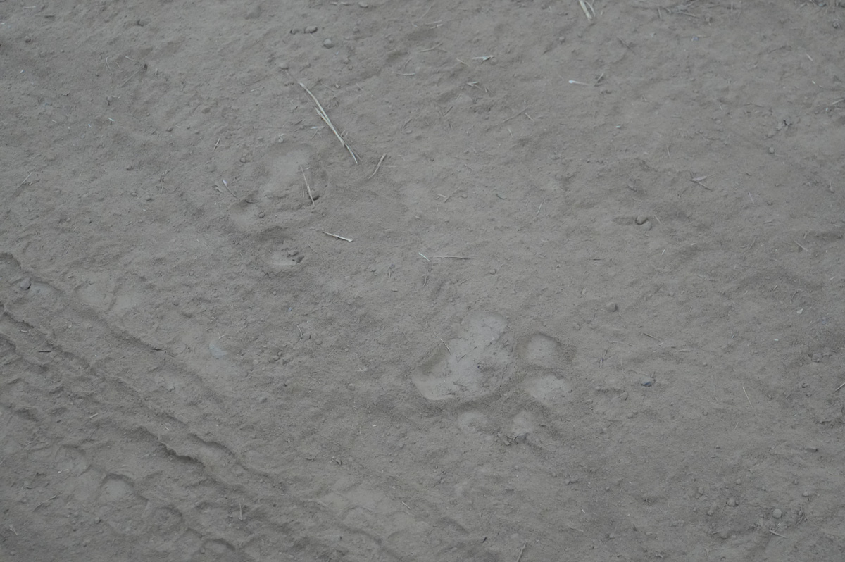 Around Bandhavgarh National Park, Tiger prints