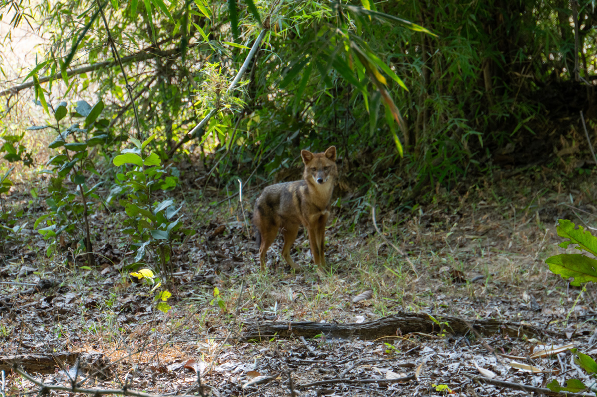 Around Bandhavgarh National Park, A curious Jackal