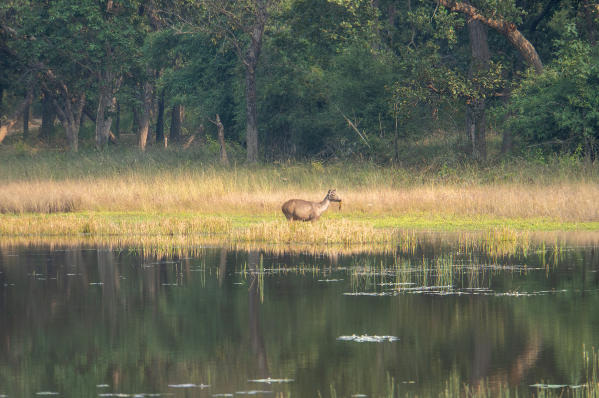 Around Bandhavgarh National Park