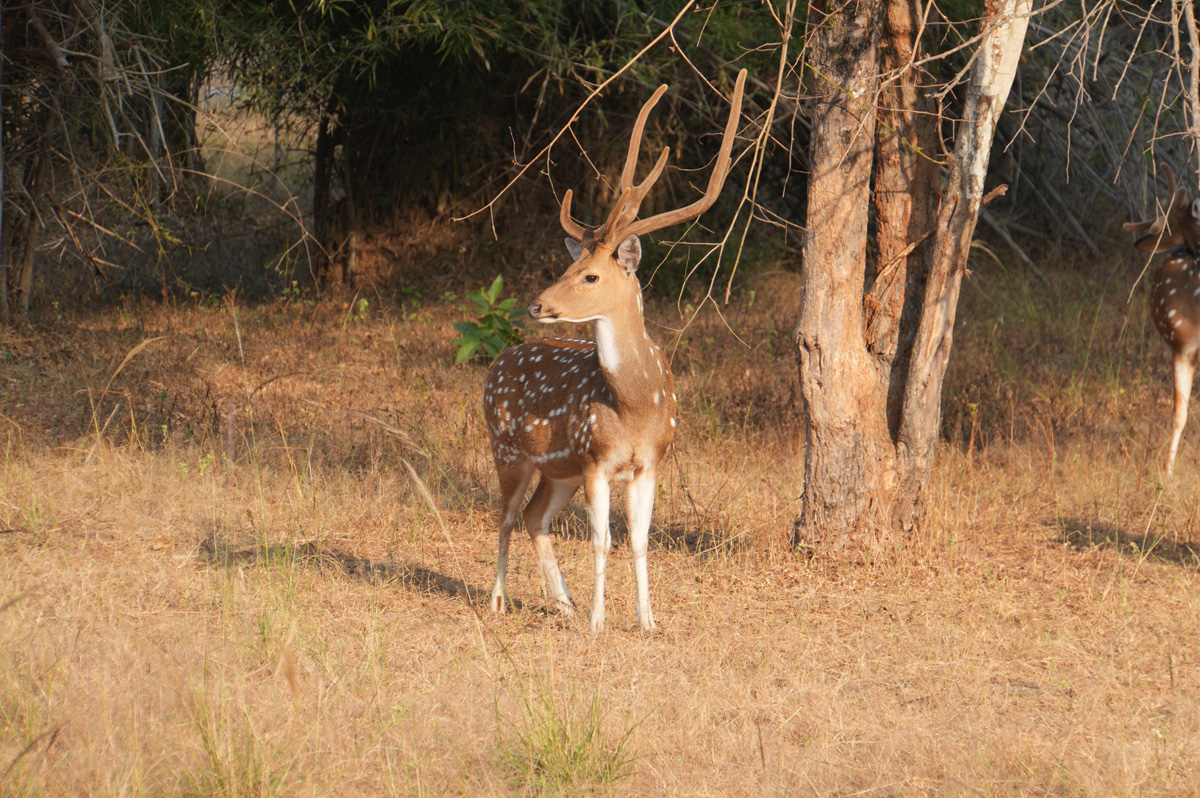 Around Bandhavgarh National Park, Spotted deer stag