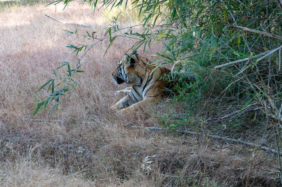 Bandhavgarh: Tiger Encounter