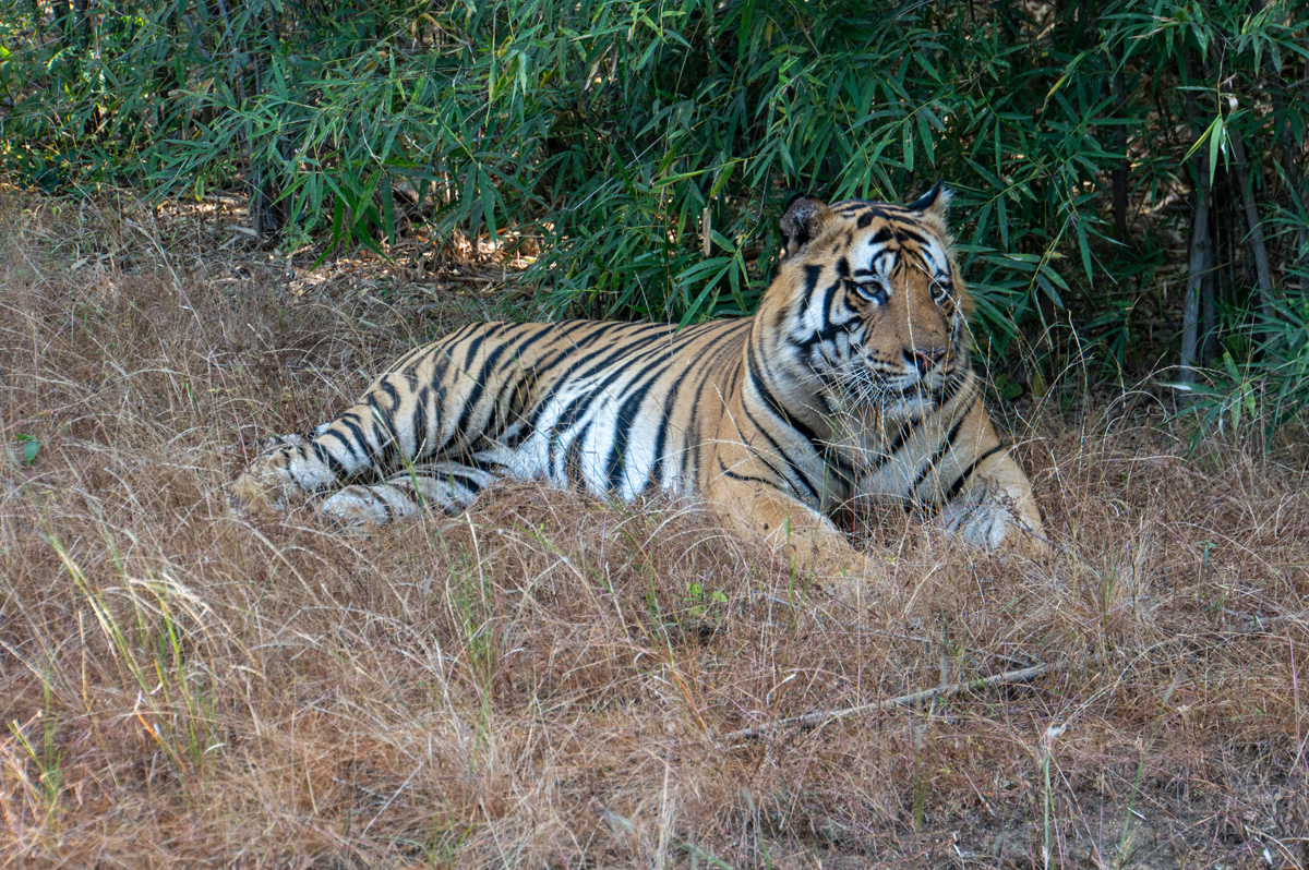 Bandhavgarh: Tiger Encounter