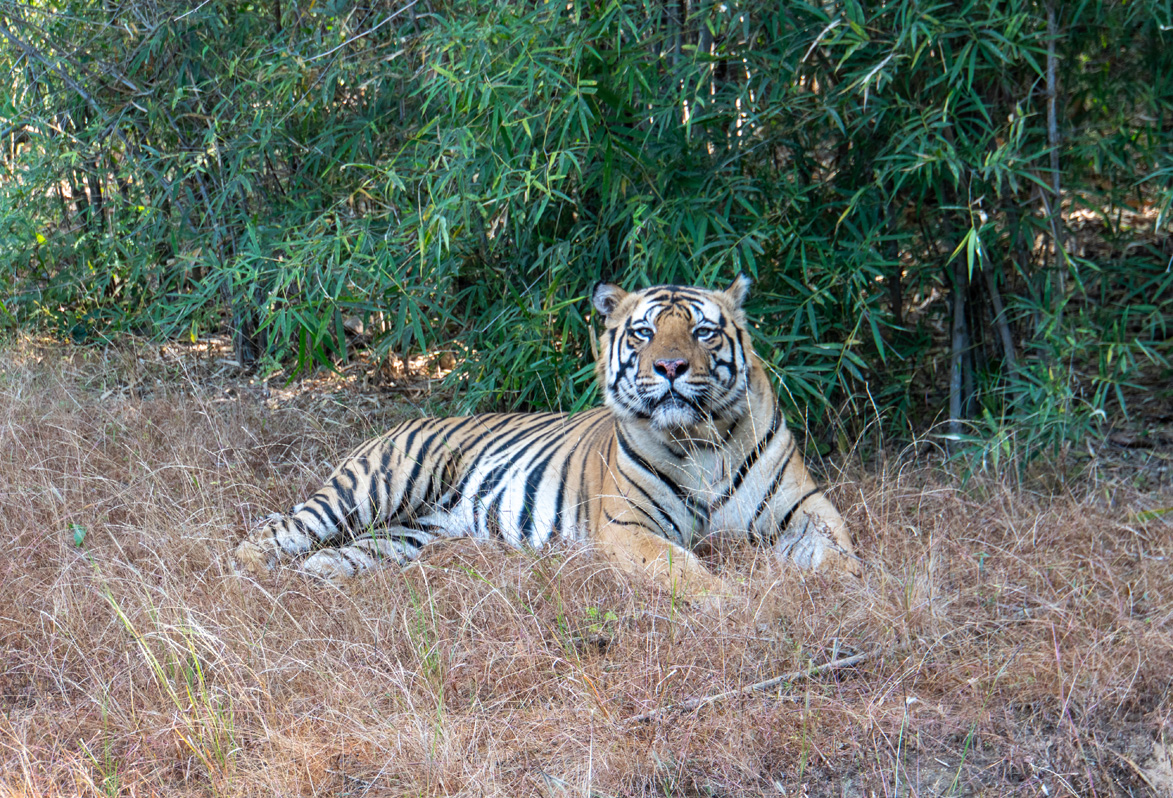 Bandhavgarh: Tiger Encounter
