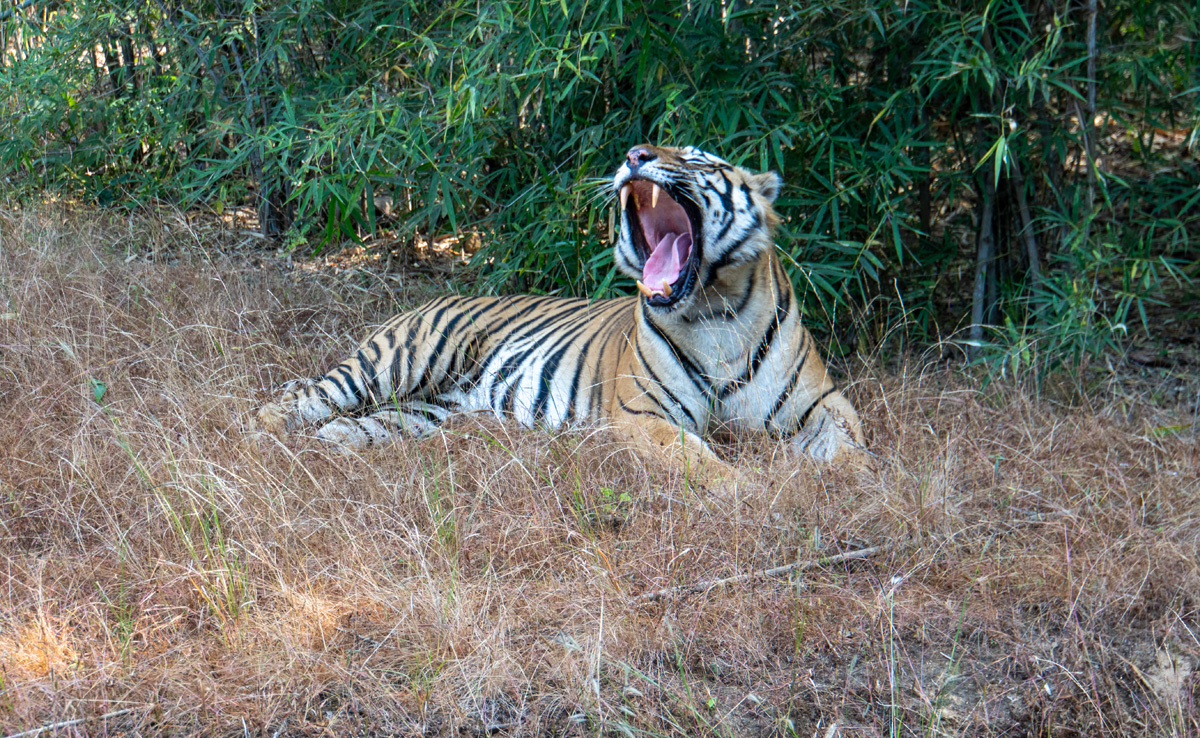 Bandhavgarh: Tiger Encounter