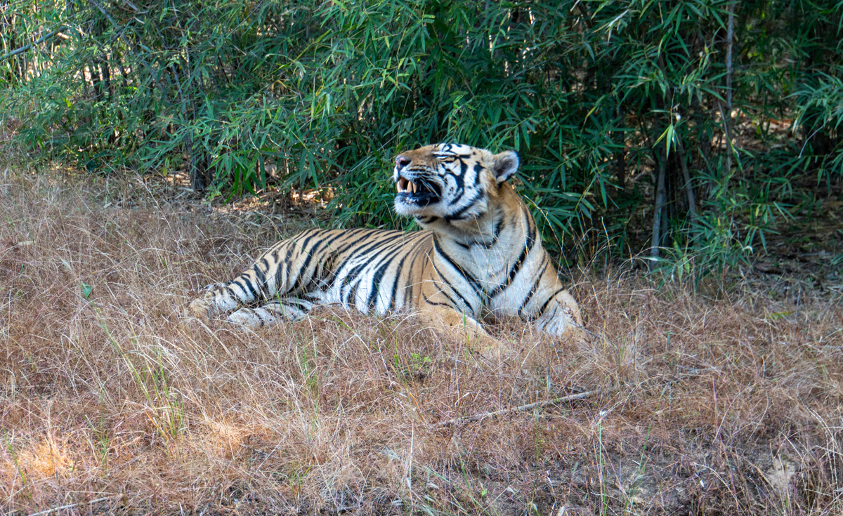 Bandhavgarh: Tiger Encounter