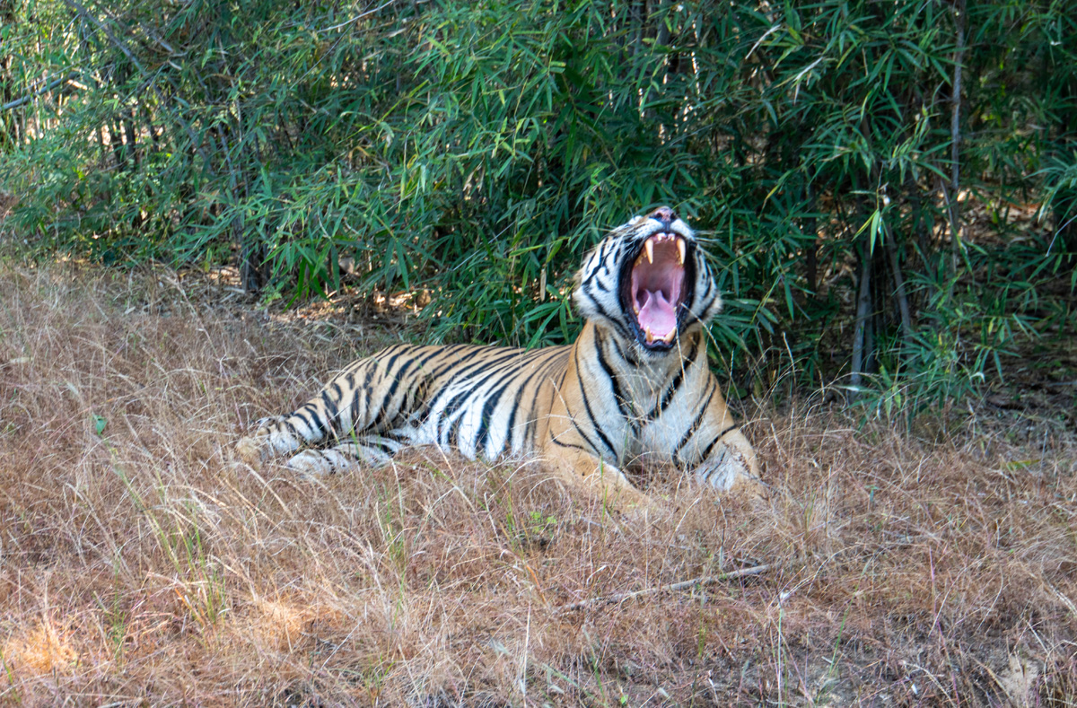 Bandhavgarh: Tiger Encounter