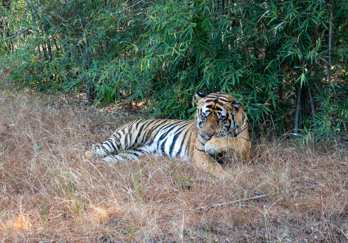 Bandhavgarh: Tiger Encounter