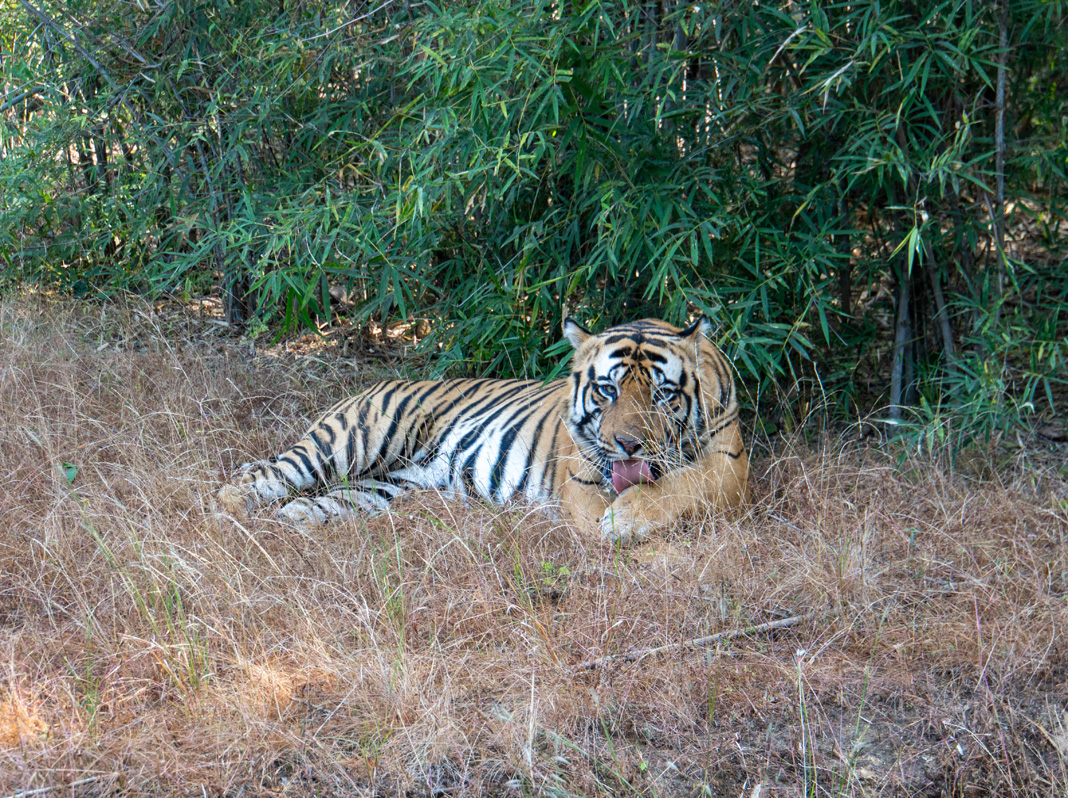 Bandhavgarh: Tiger Encounter