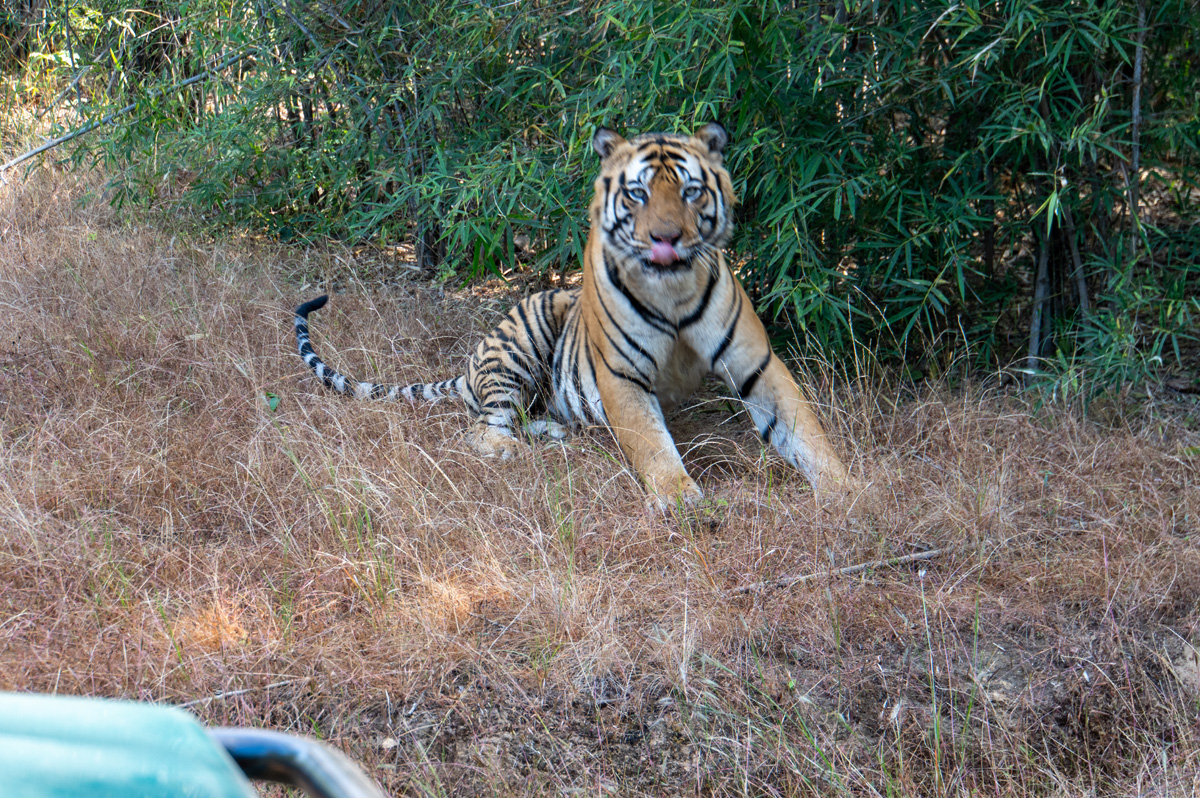 Bandhavgarh: Tiger Encounter