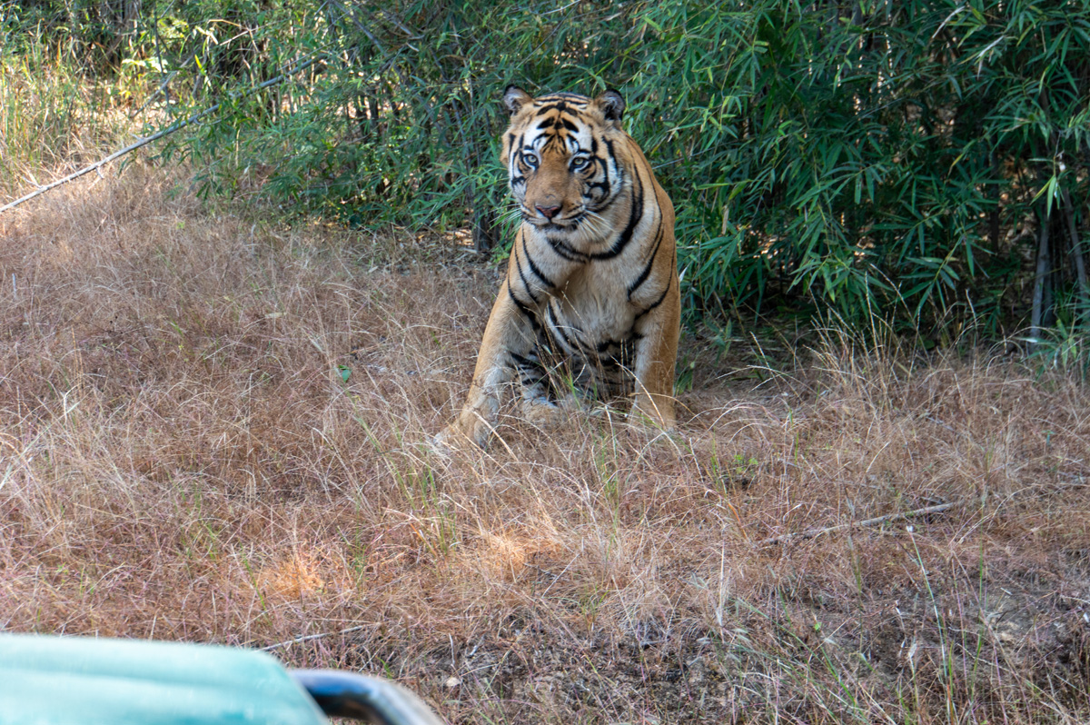 Bandhavgarh: Tiger Encounter