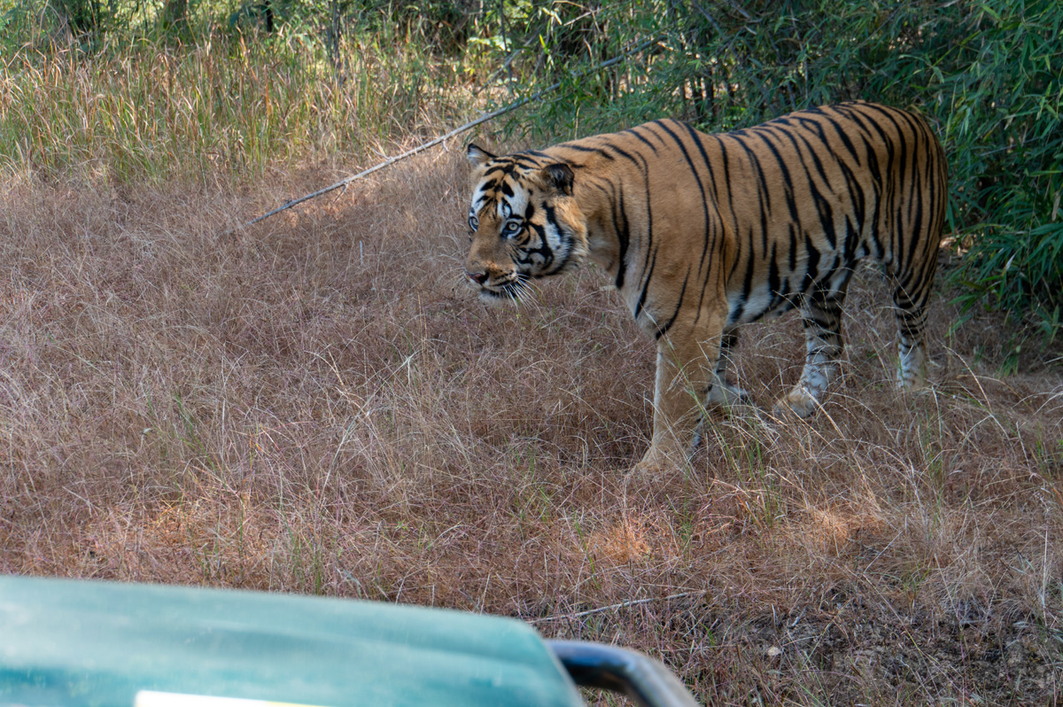 Bandhavgarh: Tiger Encounter