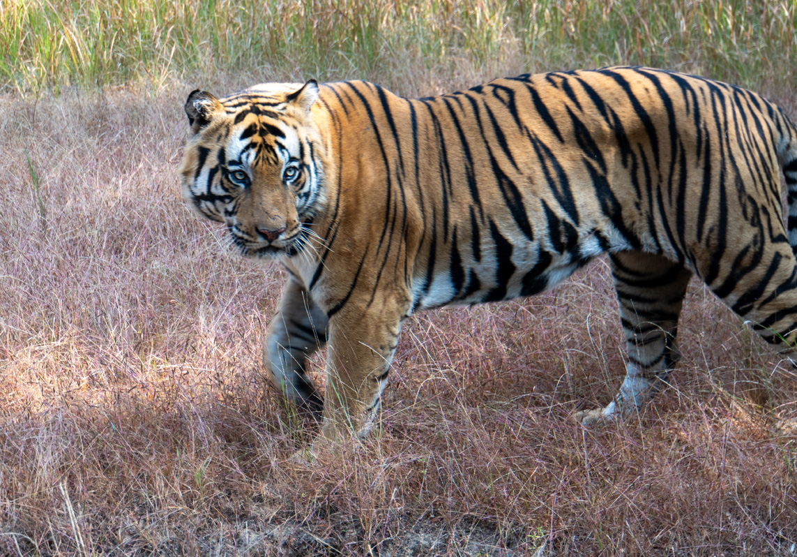 Bandhavgarh: Tiger Encounter
