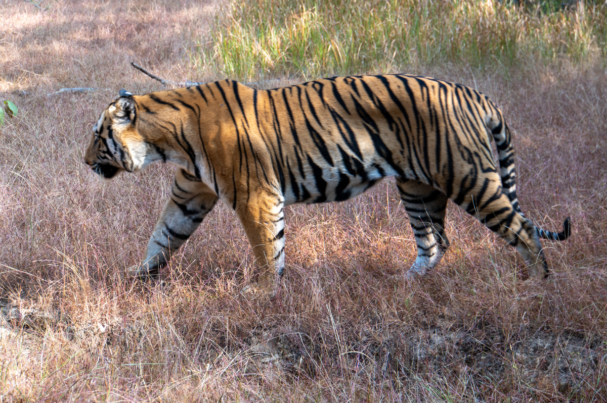 Bandhavgarh: Tiger Encounter