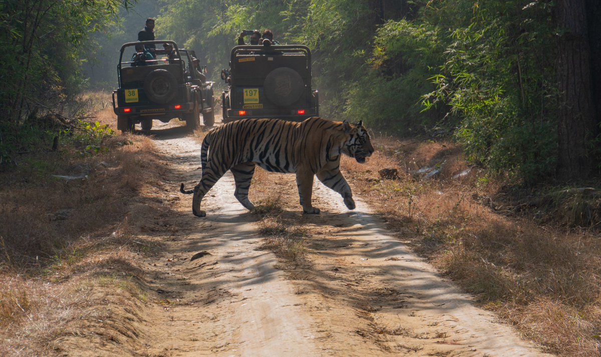 Bandhavgarh: Tiger Encounter