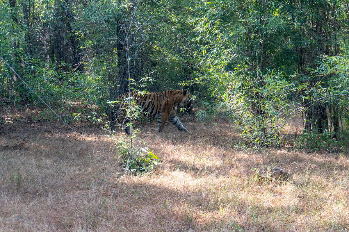 Bandhavgarh: Tiger Encounter