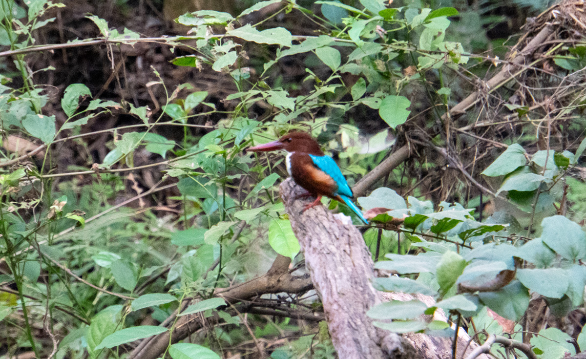 Around Bandhavgarh National Park