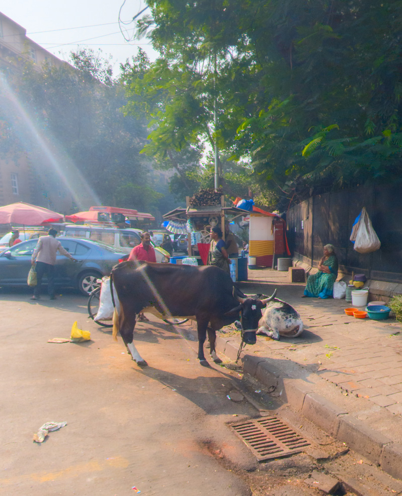 Mumbai, Wandering cows Blessed with a bright sun ray!