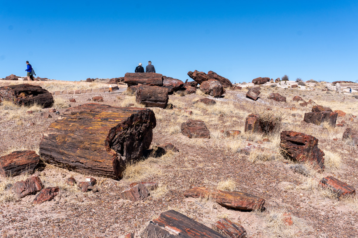 Petrified Forest National Park.