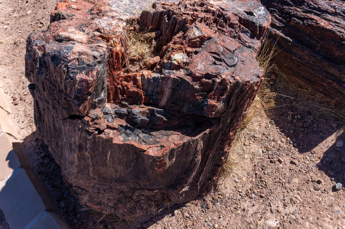 Petrified Forest National Park.