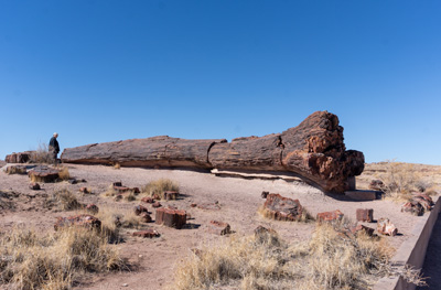 Long fossilized trunk, Petrified Forest National Park., Arizona++   March 2025