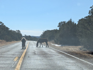 "Wild" horses near Navajo NM, Kayenta to Page, Arizona++   March 2025