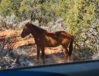 "Wild" Horse, Kayenta to Page, Arizona++   March 2025